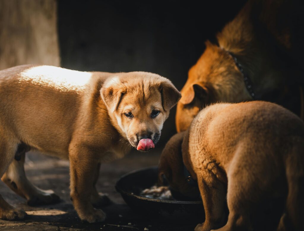 Three puppies enjoying a meal in a warm setting in Kon Tum, Vietnam. Perfect for animal and pet lovers.