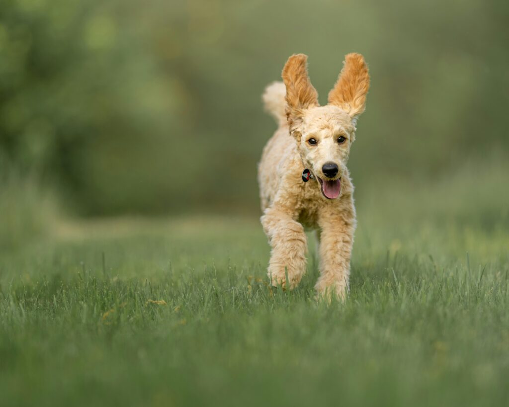 Energetic poodle running joyfully on a lush green field, ears flapping in the wind.